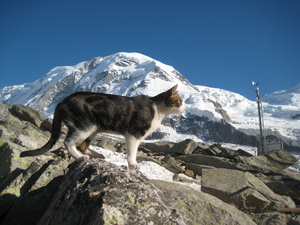 Cat at the Monte Rosa hut.