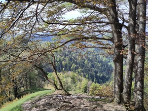 Fantastic root-y trails on the way down.