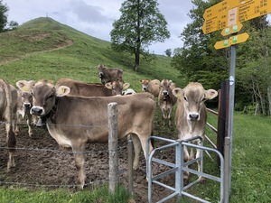 Cows at the Hirzegg sign.